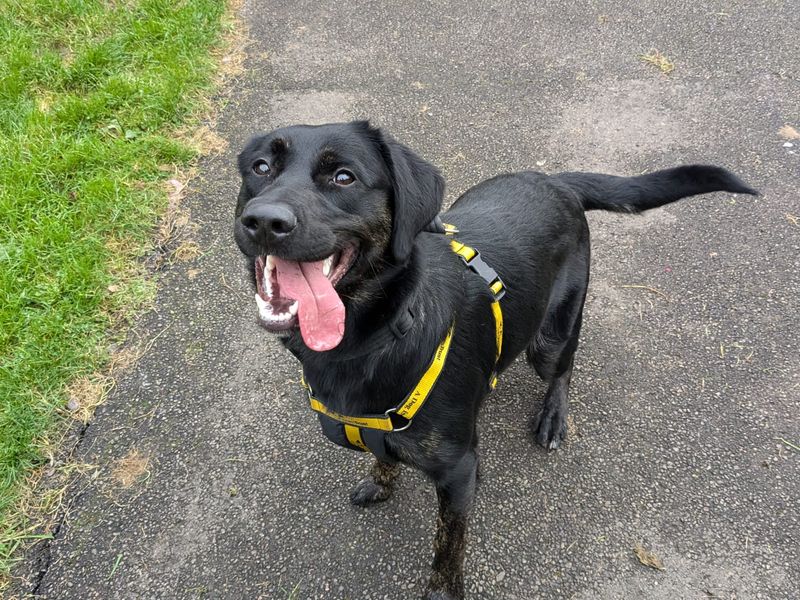 Doberman for adoption in Mid Glamorgan, Wales – 2 years old - Image 2 of 2