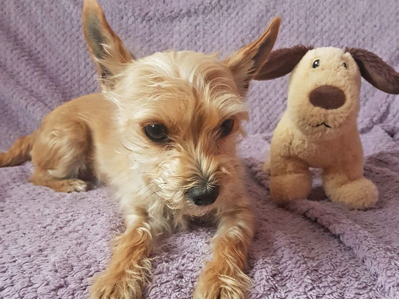 Yorkshire Terrier for adoption in Wickford, Essex – 6 years old - Image 1 of 3
