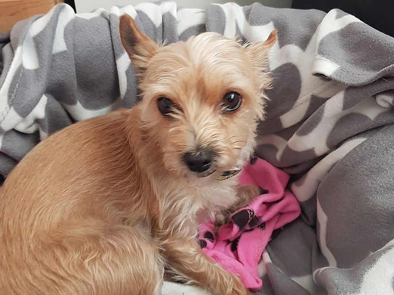 Yorkshire Terrier for adoption in Wickford, Essex – 6 years old - Image 2 of 3