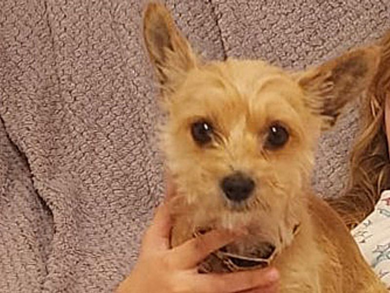 Yorkshire Terrier for adoption in Wickford, Essex – 6 years old - Image 3 of 3