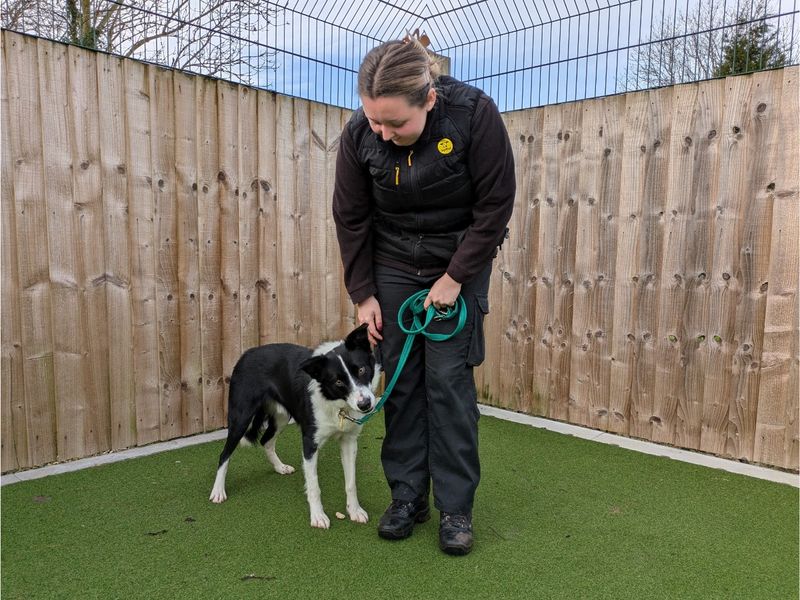 Foggy for sale in Evesham, Worcestershire