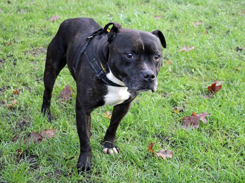 Buster for sale in Liverpool, Merseyside - Image 2