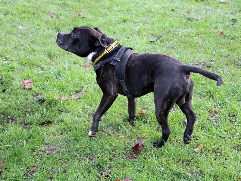 Buster for sale in Liverpool, Merseyside - Image 3