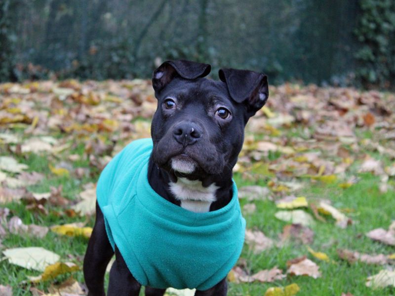 Staffordshire Bull Terrier for adoption in Liverpool, Merseyside – 1 year old - Image 2 of 2