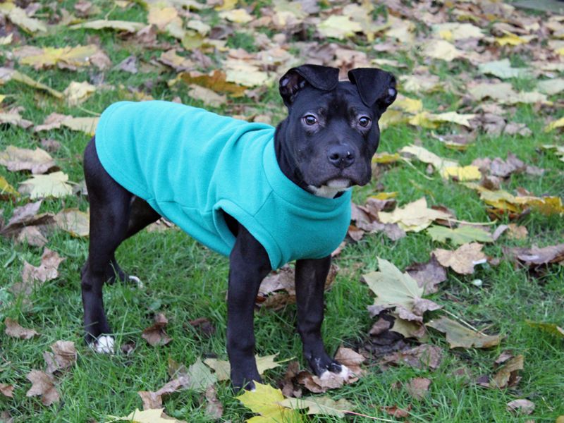 Staffordshire Bull Terrier for adoption in Liverpool, Merseyside – 1 year old - Image 1 of 2