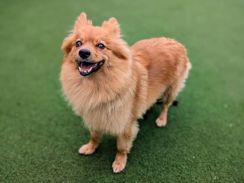 Pomeranian for adoption in Cardiff, Glamorgan – 7 years old
