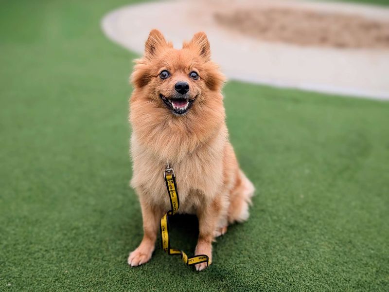 Pomeranian for adoption in Cardiff / Caerdydd, South Glamorgan – 8 years old - Image 4 of 5