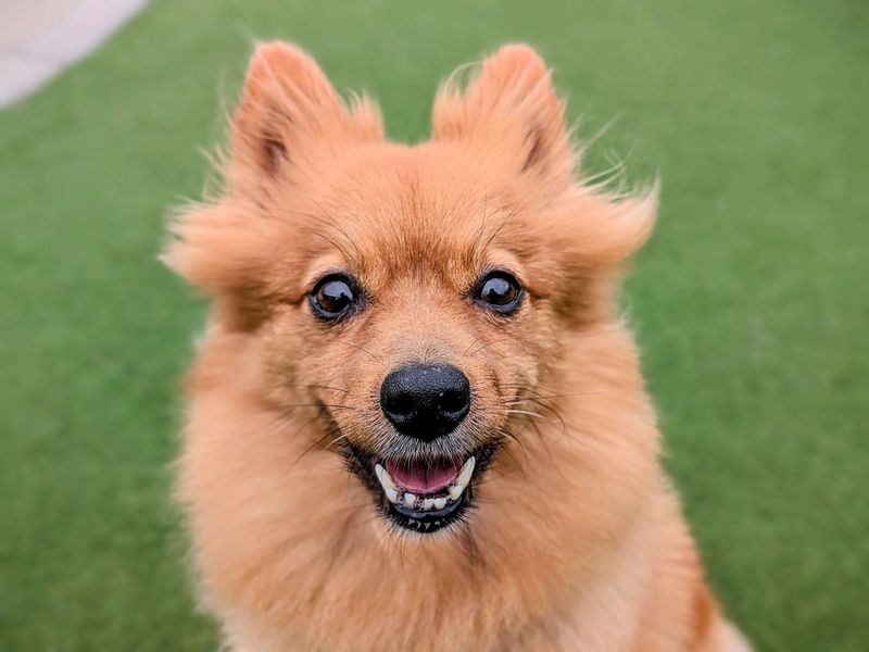 Pomeranian for adoption in Cardiff / Caerdydd, South Glamorgan – 8 years old - Image 3 of 5