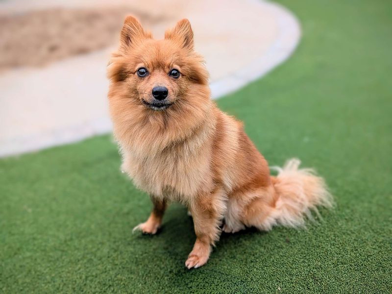 Bella for sale in Cardiff, Glamorgan | Image 2