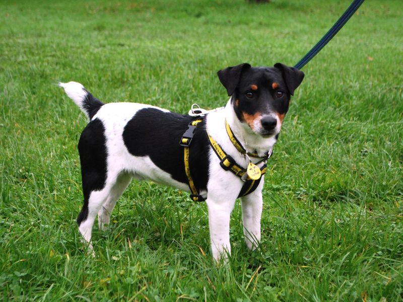 Jack Russell Terrier for adoption in Newbury, Berks – 1 year old - Image 5 of 5