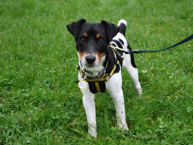Jack Russell Terrier for adoption in Newbury, Berks – 1 year old - Image 3 of 5