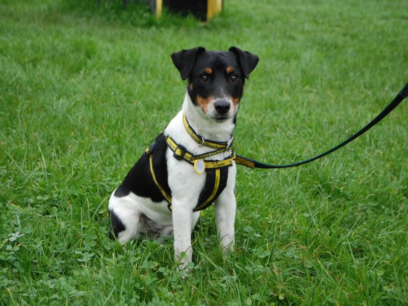 Jack Russell Terrier for adoption in Newbury, Berks – 1 year old - Image 2 of 5