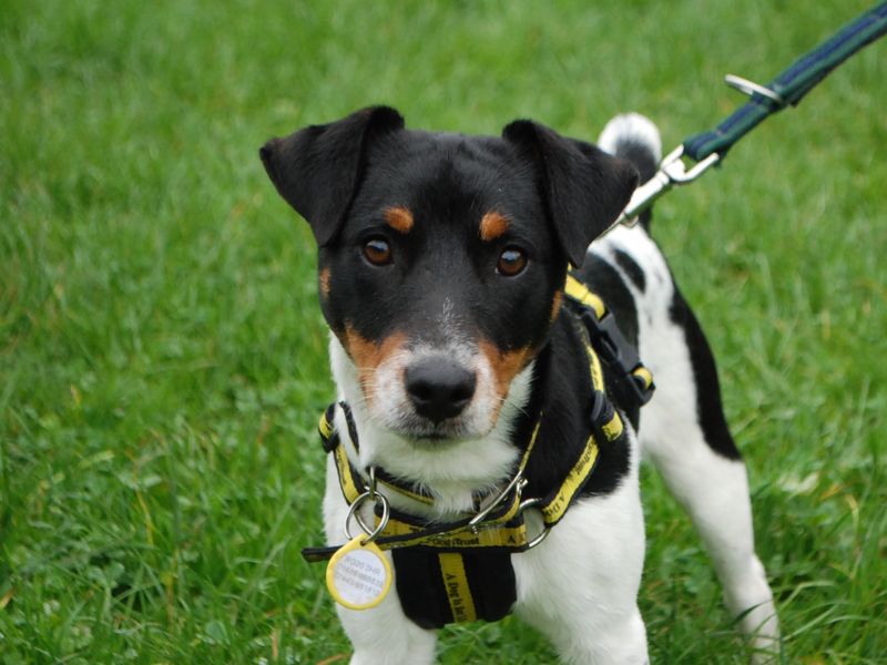 Jack Russell Terrier for adoption in Newbury, Berks – 1 year old - Image 4 of 5