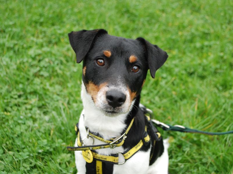 Jack Russell Terrier for adoption in Newbury, Berks – 1 year old - Image 1 of 5