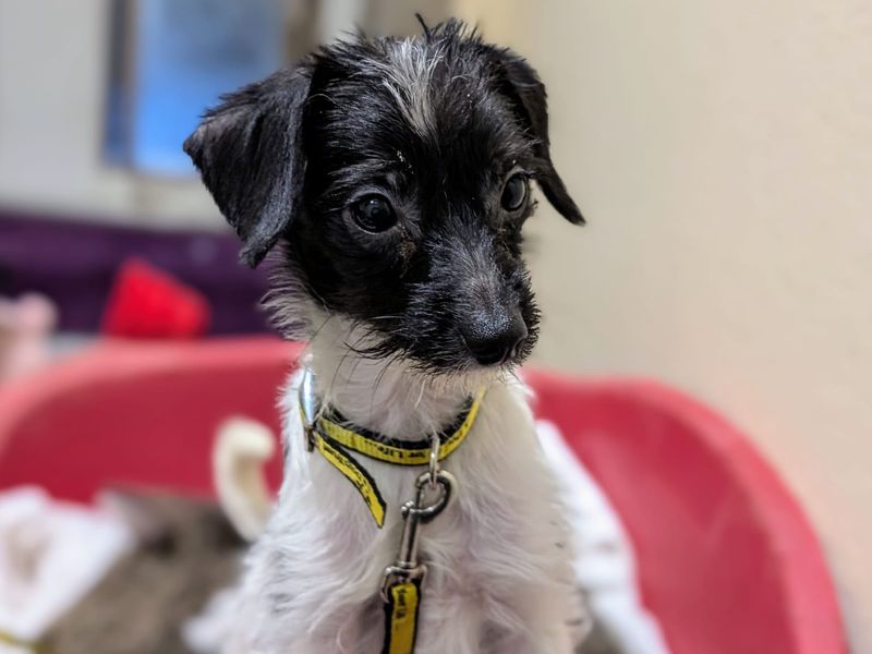 Poodle for adoption in Cardiff, Glamorgan – 1 year old - Image 2 of 5