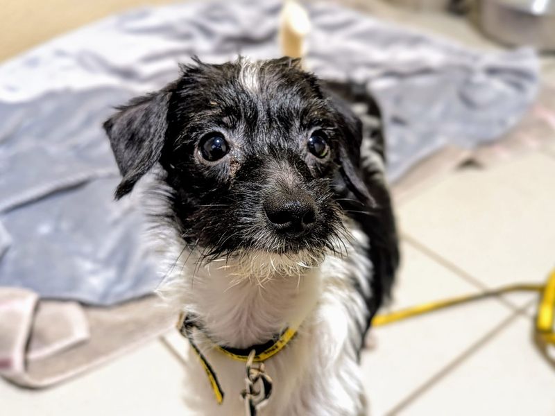 Poodle for adoption in Cardiff, Glamorgan – 1 year old - Image 4 of 5