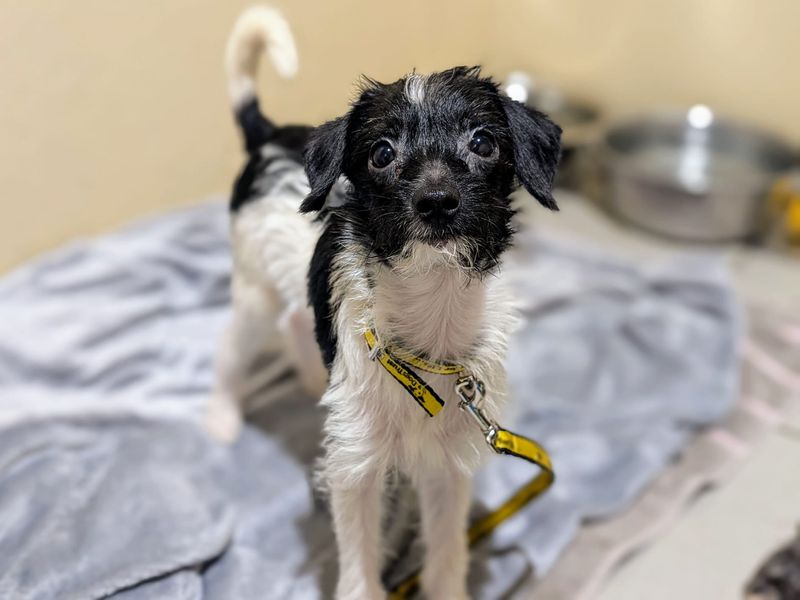 Poodle for adoption in Cardiff, Glamorgan – 1 year old - Image 1 of 5