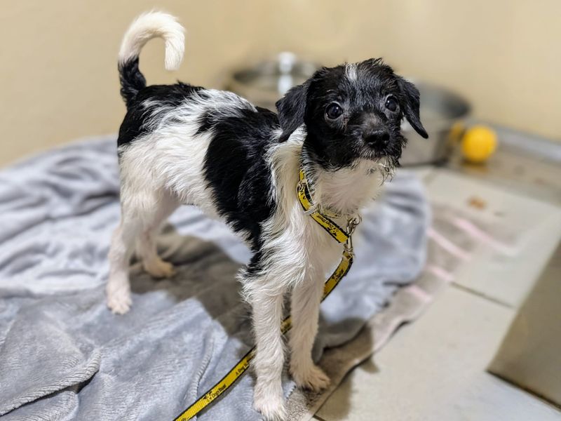 Poodle for adoption in Cardiff, Glamorgan – 1 year old - Image 5 of 5