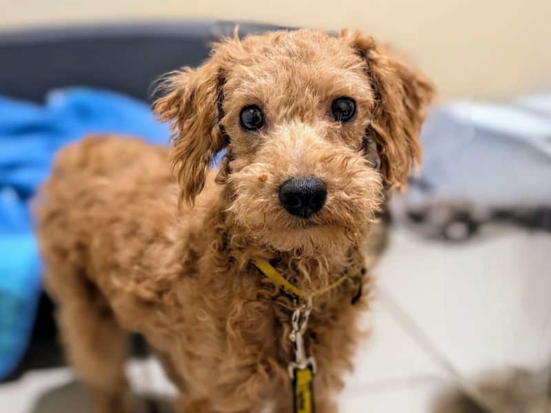 Poodle for adoption in Cardiff, Glamorgan – 1 year old - Image 1 of 3