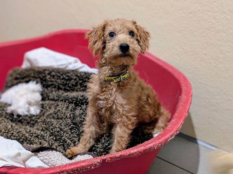 Poodle for adoption in Cardiff, Glamorgan – 1 year old - Image 2 of 3