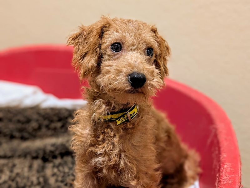 Poodle for adoption in Cardiff, Glamorgan – 1 year old - Image 3 of 3