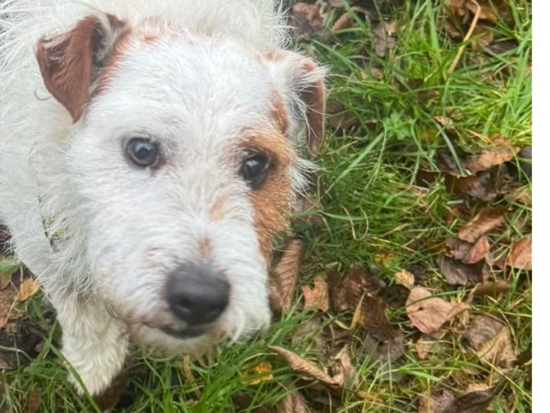 Jack Russell Terrier for adoption in Telford, Shropshire – 4 years old - Image 2 of 2