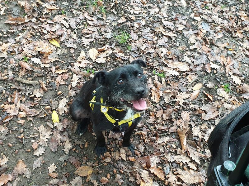 Staffordshire Bull Terrier for adoption in Chestfield, Kent – 4 years old