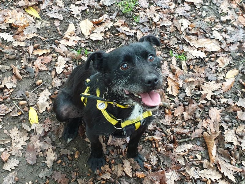 Cedrick | Terrier (Patterdale) Cross | Canterbury - 1