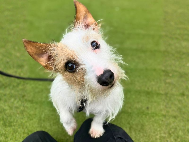 Murphy | Terrier (Jack Russell) | Manchester - 1
