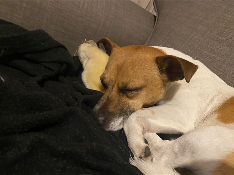 Jack Russell Terrier for adoption in Manchester, Greater Manchester – 7 years old - Image 3 of 4
