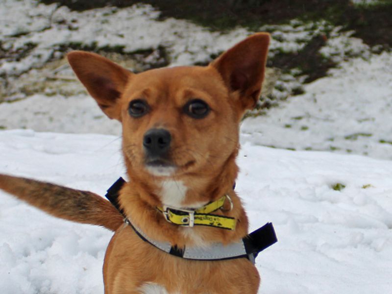 Jack Russell Terrier for adoption in Liverpool, Merseyside – 2 years old - Image 3 of 3