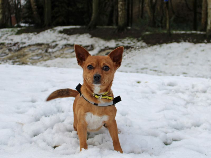 Jack Russell Terrier for adoption in Liverpool, Merseyside – 2 years old - Image 2 of 3