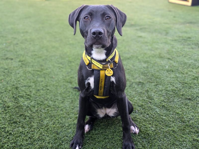 Staffordshire Bull Terrier for adoption in West Calder, West Lothian – 1 year old - Image 1 of 4