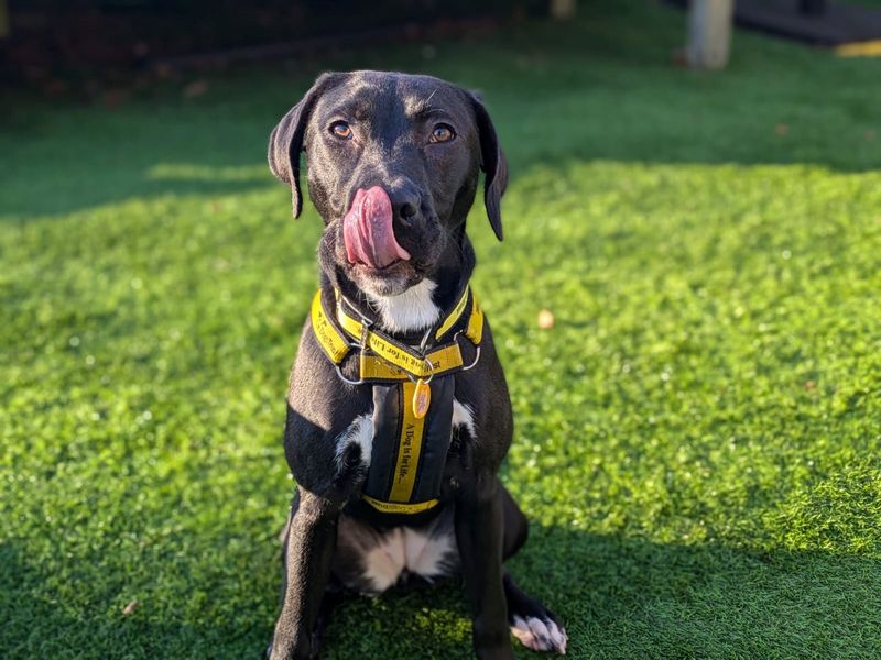 Staffordshire Bull Terrier for adoption in West Calder, West Lothian – 1 year old - Image 2 of 4