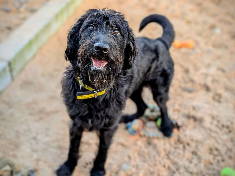 Poodle for adoption in Cardiff / Caerdydd, South Glamorgan – 1 year old - Image 5 of 5