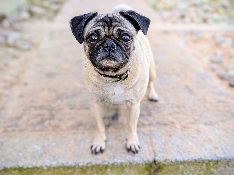 Pug for adoption in Cardiff, Glamorgan – 5 years old - Image 1 of 7