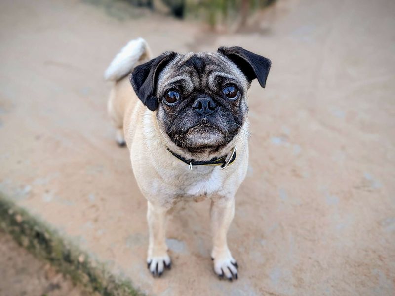 Pug for adoption in Cardiff, Glamorgan – 5 years old - Image 2 of 7