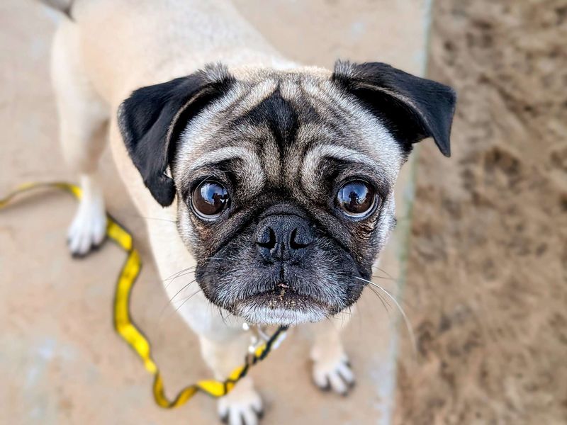 Pug for adoption in Cardiff, Glamorgan – 5 years old - Image 7 of 7