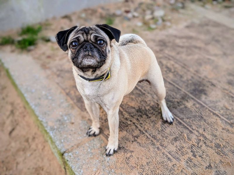 Pug for adoption in Cardiff, Glamorgan – 5 years old - Image 3 of 7