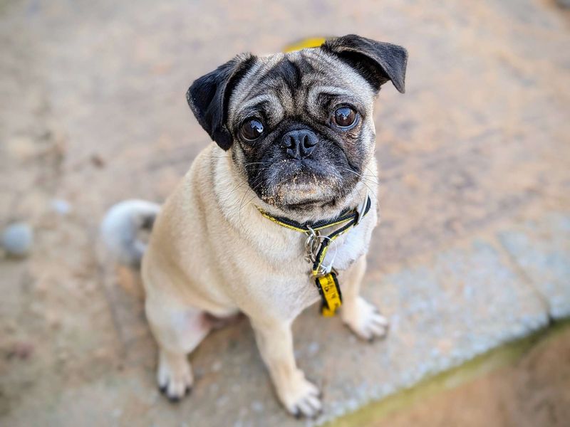 Pug for adoption in Cardiff, Glamorgan – 5 years old - Image 5 of 7
