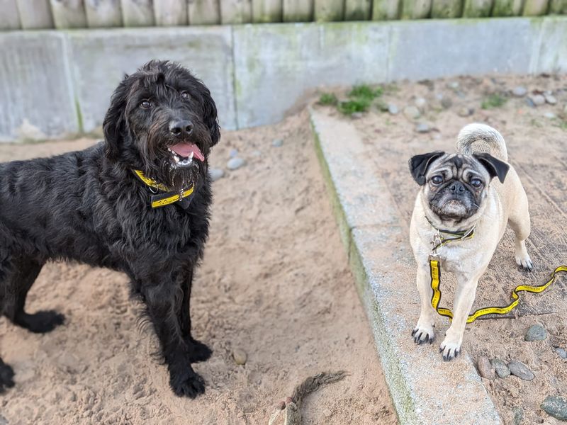 Pug for adoption in Cardiff, Glamorgan – 5 years old - Image 6 of 7