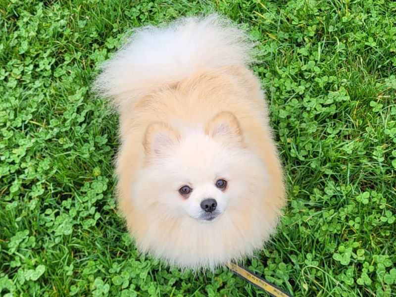 Pomeranian for adoption in Mid Glamorgan, Wales – 2 years old - Image 2 of 2