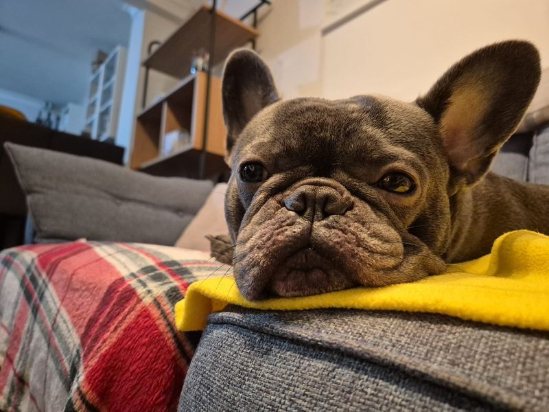 French Bulldog for adoption in Newton Tony, Wiltshire – 6 years old - Image 3 of 3