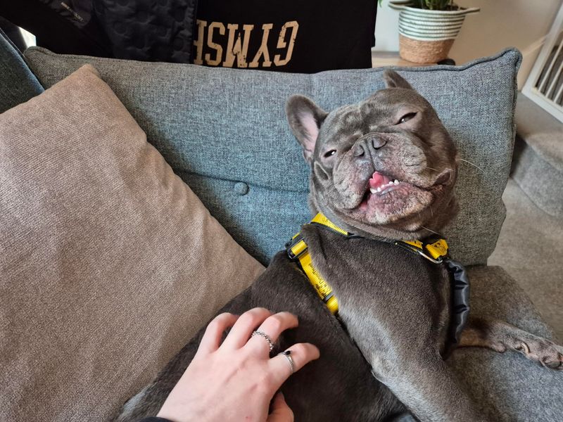 French Bulldog for adoption in Newton Tony, Wiltshire – 6 years old - Image 2 of 3