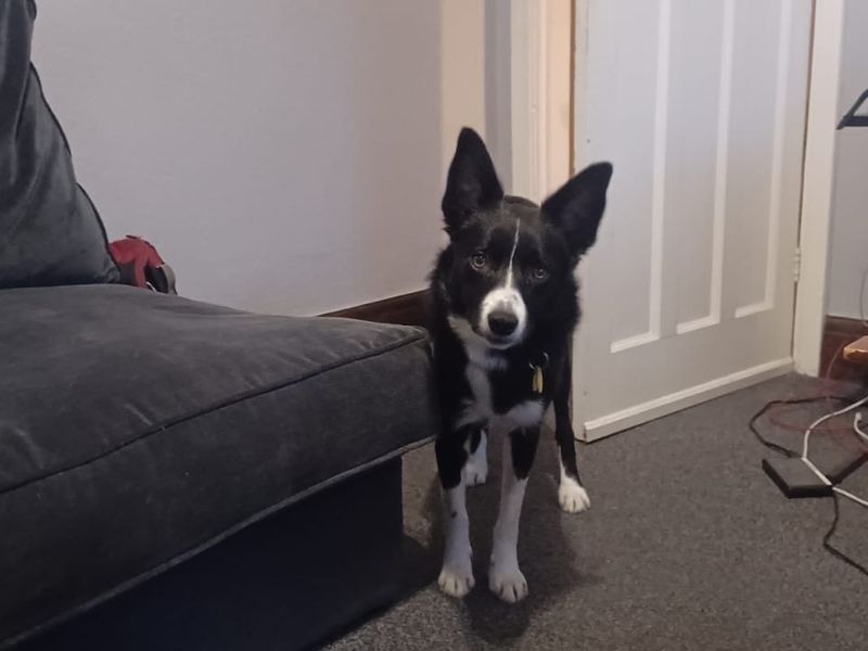Lad for sale in Kenilworth, Warks