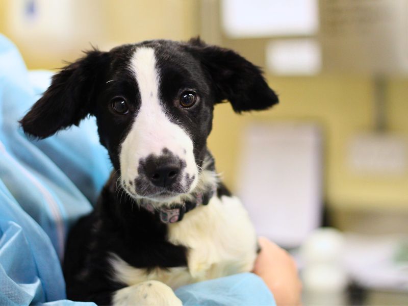 Cocker Spaniel for adoption in Manchester, Greater Manchester – 1 year old - Image 2 of 2