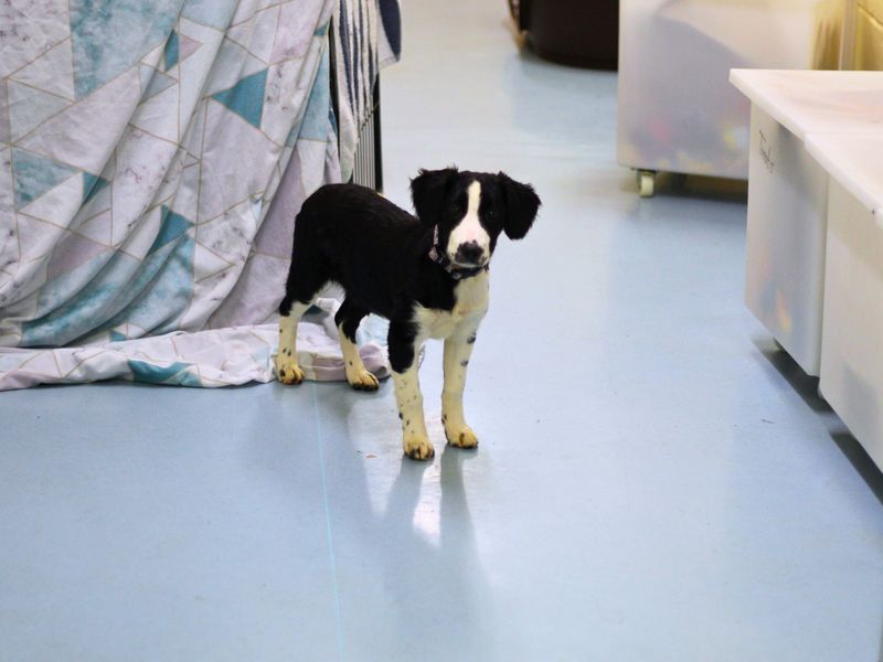 Cocker Spaniel for adoption in Manchester, Greater Manchester – 1 year old - Image 1 of 2