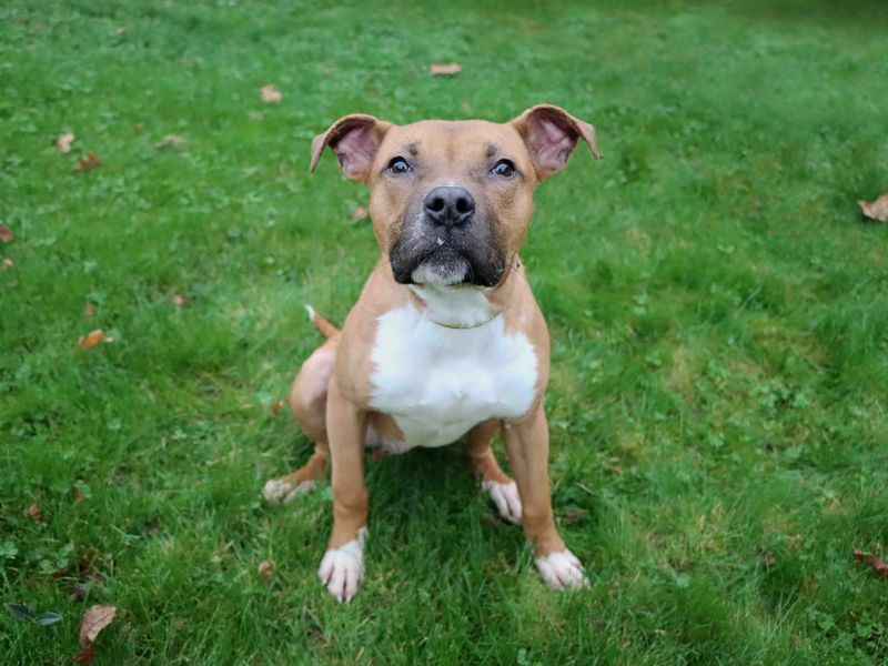 Staffordshire Bull Terrier for adoption in Sadberge, Durham – 1 year old - Image 2 of 2