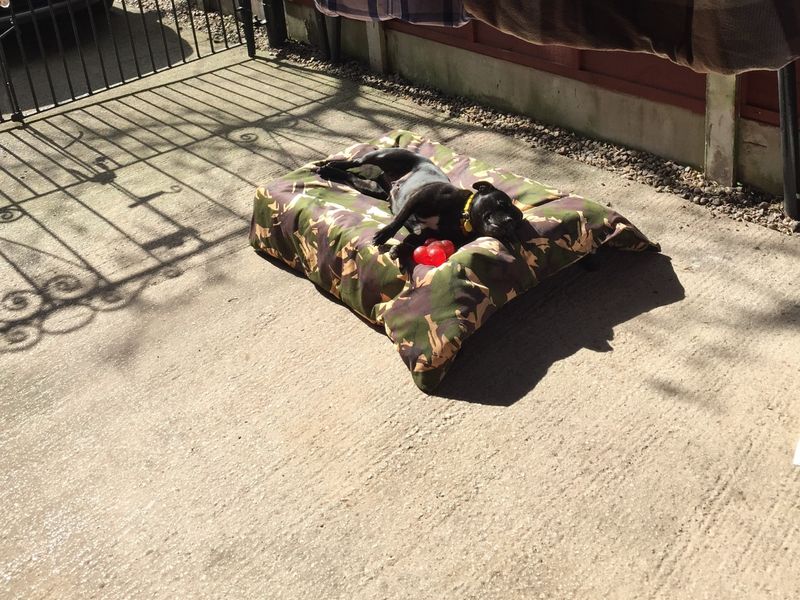 Maya for sale in Manchester, Greater Manchester
