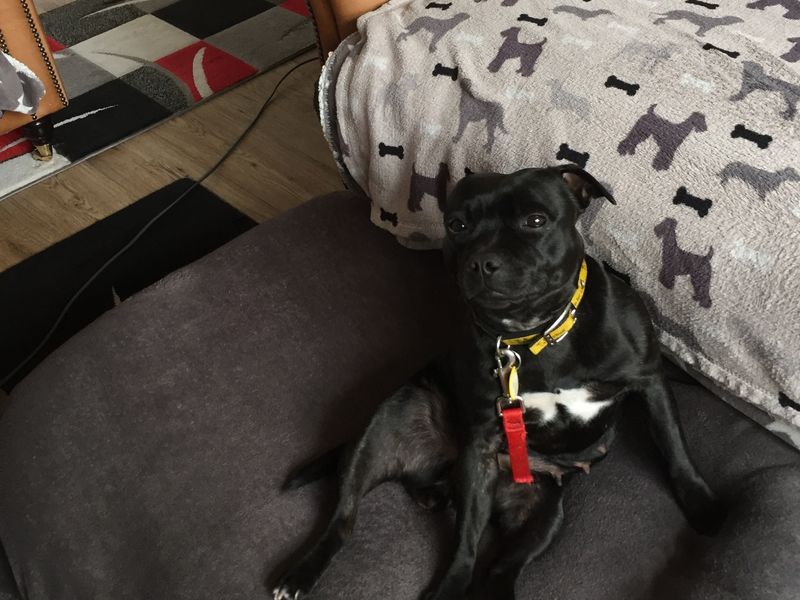 Staffordshire Bull Terrier for adoption in Manchester, Greater Manchester – 2 years old - Image 2 of 2